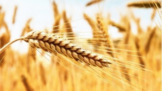 Rusya Tarım Bakanlığı: 2025’te tarıma destek 665 milyar ruble