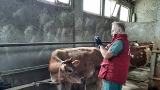 Samsun Tarım Müdürlüğü 2026 Şap Aşılama Programını Başlattı