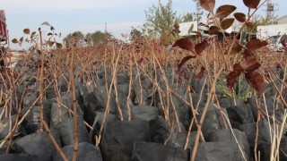 Şanlıurfa Büyükşehir’den çiftçilere %85 hibeli fıstık fidanı