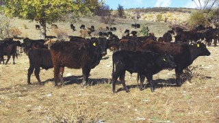 Tarım ve Orman Bakanlığı ıslah projelerine 2,7 milyar lira sağladı