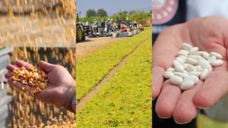 TMO, mısır-üzüm-fasulye üreticilerine 1,03 milyar TL ödedi