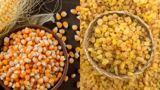 TMO, Mısır ve Kuru Üzüm Alım Ödemelerinde 1,3 Milyar TL’yi Üreticilerin Hesaplarına Aktardı