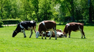 Toplanan inek sütü yıllık bazda %3,2 azaldı