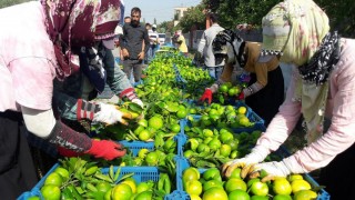 TZOB: Kasım’da üretici–market fiyat farkı mandalinada zirvede