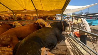 Yumaklı: Hayvancılıkta ithalat 2028’de gündemden çıkacak