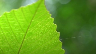 ABD’li üniversiteler fotosenteze alternatif üretim yöntemi geliştirdi