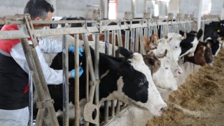 Aksaray Ortaköy’de şap hastalığı: 9 köy karantinaya alındı