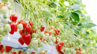 Bayer, De Ruiter markasıyla yeni çilek çeşidi tanıttı