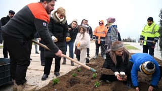 Çanakkale Belediyesi, kahve posasından kompostla dikim yaptı