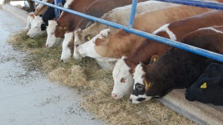 CHP’li Gürer: 2026’da Canlı Hayvan İthalatı Sürecek