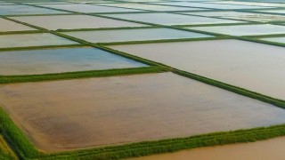 Çinli bilim insanları kendini çoğaltabilen çeltik geliştirdi
