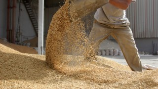 Ege Hububat Birliği: Ege’de ihracat 2025’te 1,1 milyar dolara gidiyor