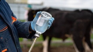 Endonezya Tarım Bakanlığı bazı hayvancılık antibiyotiklerini yasakladı