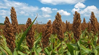 Endonezya Tarım Bakanlığı gıda güvenliği için sorgum ekimini genişletiyor