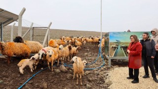 Gaziantep BŞB, Nurdağı’nda üreticilere sıvat ve gölgelik dağıttı
