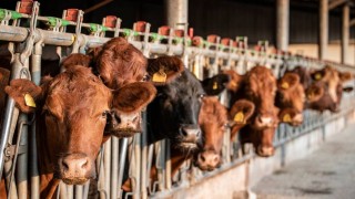 Görünmez virüs Rusya’daki süt çiftliklerini vuruyor