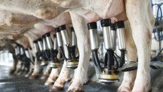 İKAR: Rusya’da süt üretimi 2025’te 34,1 milyon tona çıktı