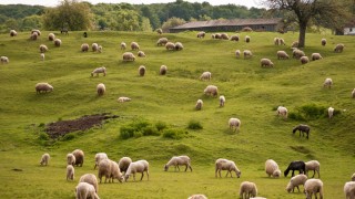 İngiltere’de koyun karkas sınıflandırması zorunlu oldu