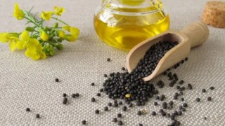 Kanada Başbakanı: Çin Kanola Tarifelerini Mart 2026’da Düşürecek