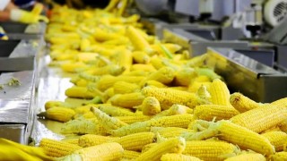 Kazakistan için Rus mısırı alımını artırdı