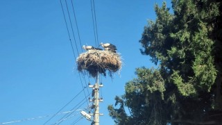 Muğla Büyükşehir, Milas’ta leylekler için yuva alanları kurdu