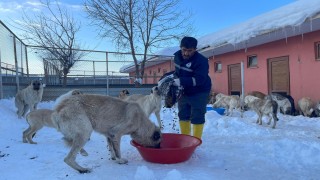 Muş Belediyesi, kış şartlarında sokak hayvanlarını bakıma aldı