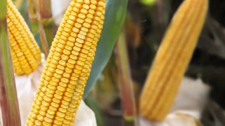 NAU Country Insurance: ABD’de Mısır Piyasası Ocakta İzlenmeli