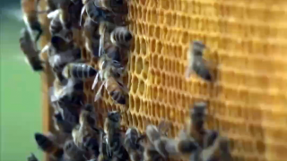 Oxford ve Danimarka DTU arıları koruyan maya geliştirdi