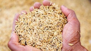 Rosstat: Rusya tahıl hasadı tahmini 138,8 milyon tona indi