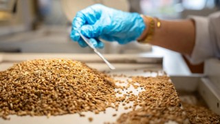 Rusya çıkışlı buğdayda insan sağlığını tehdit eden akar tespit edildi