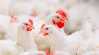 Rusya ve Çin damızlık tavuk genetiğinde ortak çalışacak