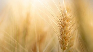 Rusya’da buğday ihracat vergisi 4 haftadır sıfır