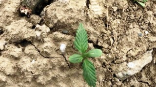 Samsun Tarım İl Müdürlüğü: Kenevir izin başvuruları başladı