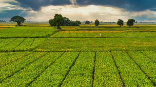 Tarım Bakanı Yumaklı: 1,6 milyar TL destek ödemesi hesaplarda