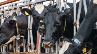 TÜİK: Kasım 2025’te toplanan inek sütü yüzde 4 azaldı
