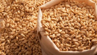 Türkiye, Rusya’dan arpa ithalatını 2025/26 sezonunda artırdı