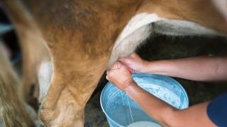 TÜSEDAD’dan USK’ye çiğ süt fiyatı çağrısı