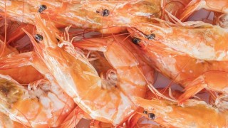 Vietnam Su Ürünleri İhracatında Rekor: 11,3 Milyar Dolar