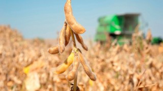 ABD Yüksek Mahkemesi Kararı Soya Ticareti Akışını Etkilemedi