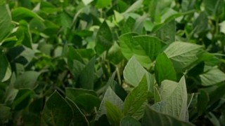 ABD’li Araştırmacılar: Dar Yapraklı Soya Verimi Artırıyor