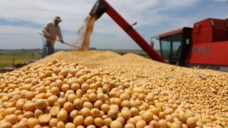 Agroexport: Soya yağı Hindistan’da rekabet gücünü yitiriyor