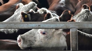 Arjantin’de karkas sığır fiyatları yükseldi