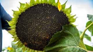 Arjantin’den Bulgaristan’a ayçiçeği sevkiyatı başladı