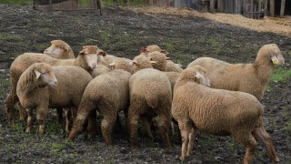 Balıkesir Büyükşehir, üreticiye Yüzde 100 hibeli damızlık dağıttı