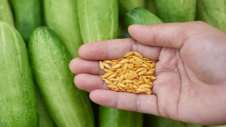 Boyce Thompson Enstitüsü en kapsamlı salatalık genomunu çıkardı