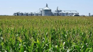 Brezilya mısır etanolünde küresel liderliğe oynuyor