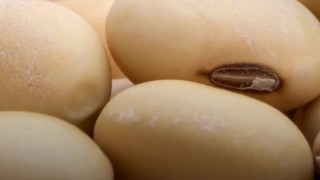 Brezilya’da Soya Verimini Tahmin Eden Yapay Zekâ Geliştirildi