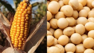 Buenos Aires Borsası Arjantin’de rekolte tahminini sabit tuttu