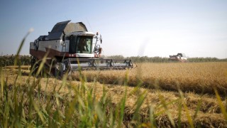 Buğday İhraç Fiyatları Yükseldi