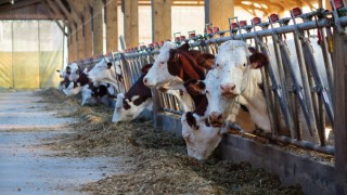 CHP’li Aygun: 2026 besilik sığır ithalatı küçük üreticiyi dışlıyor